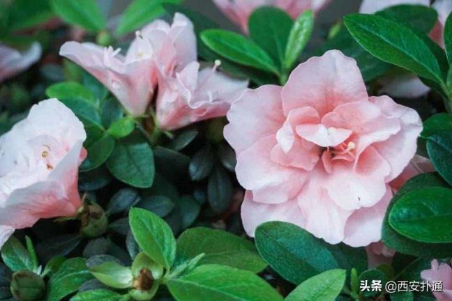 西安送花（西安鲜花配送店）