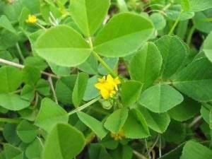 苜蓿菜（苜蓿草在乡村叫甚么）