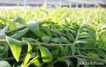 铁皮石斛莳植手艺（铁皮石斛的莳植方式有哪些）