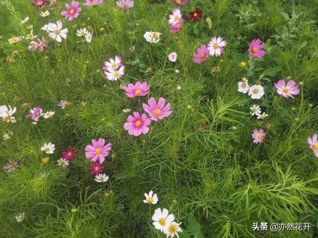 消息的身分（消息稿的六身分）
