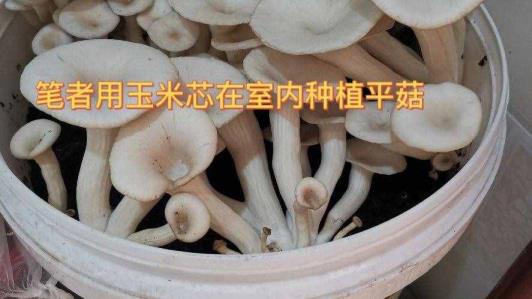 平菇生料莳植（平菇生料莳植手艺）