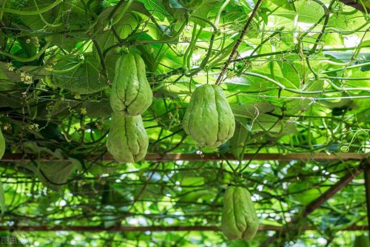 佛手瓜莳植（佛手瓜莳植手艺）