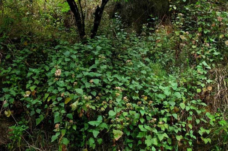 紫茎泽兰（紫茎泽兰中药中网）