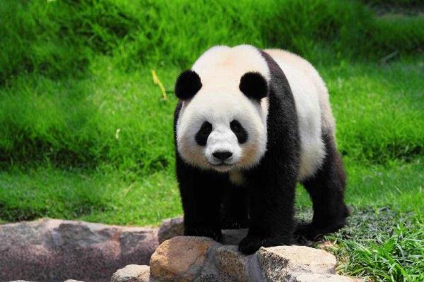 熊猫的糊口习惯（大熊猫糊口习惯的材料）