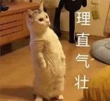 乌龙是甚么意义(人们常说的乌龙是甚么意义)