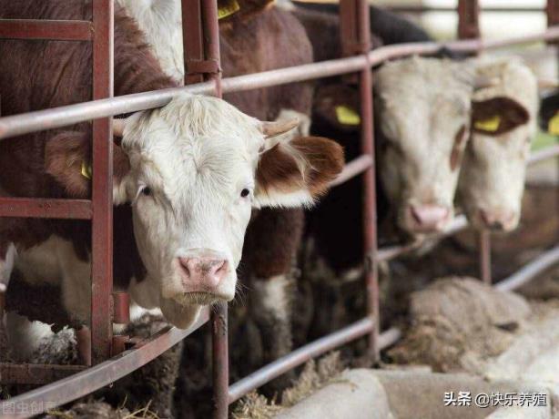 肉牛养殖资本（养牛的资本是几多？）