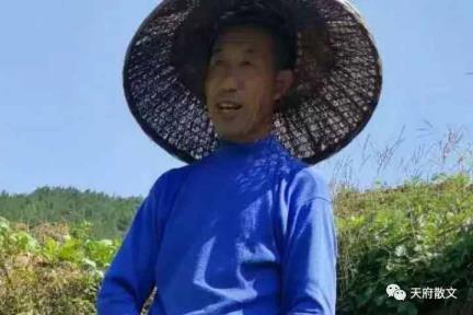 金黄的大笠帽（金黄大笠帽 ●康合兴）