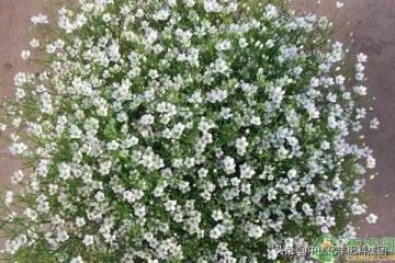 满天星甚么时辰收获(满天星几月收获几月着花)