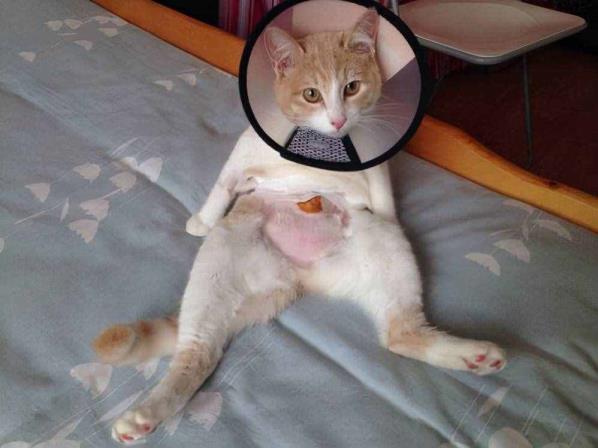 猫为甚么要做绝育(手动帮公猫处理须要)