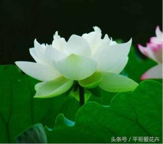 家里为甚么不能养荷花(天井莲花水缸摆放风水)