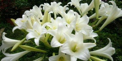 百合花开一次花后若何措置