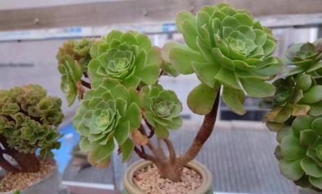 夏日法师多肉养殖方式