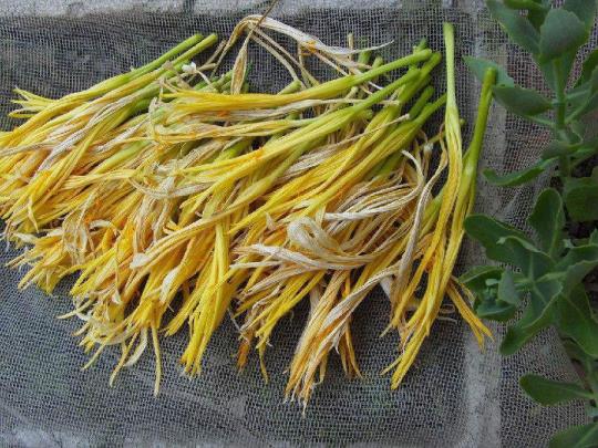 新奇的黄花菜有毒吗