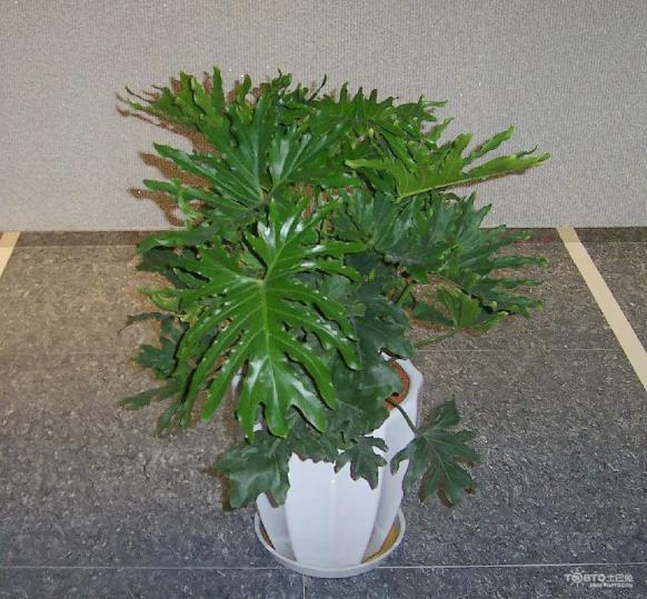 竹养殖方式和注重事变
