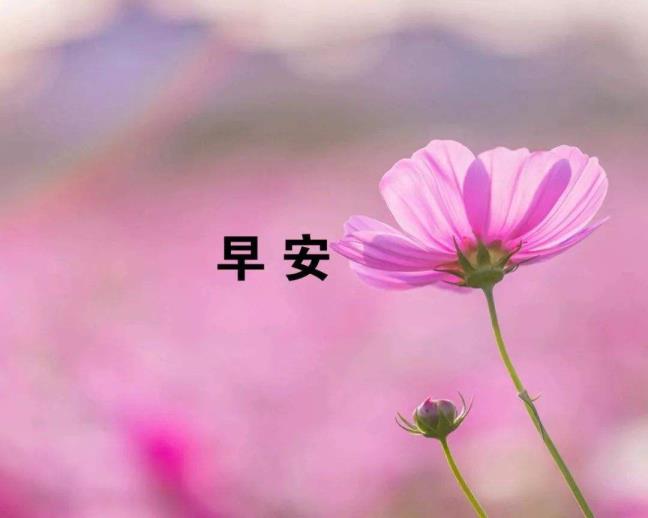 对晨安伴侣的伴侣圈句子大全