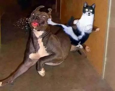 狗为甚么打不过猫(狗咬死猫有甚么不好的)