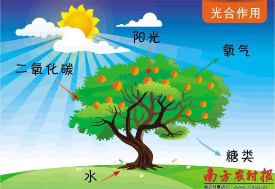 光合感化的意义