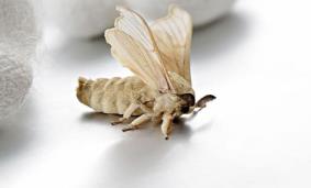 蚕蛾破茧喷出的液体是甚么