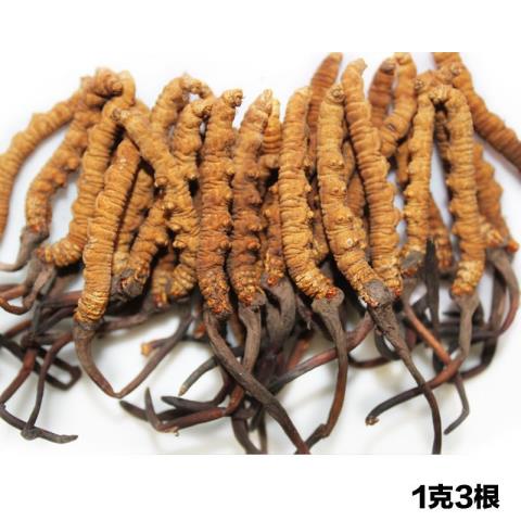 冬虫夏草三种人不宜吃