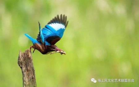 波折鸟读后感