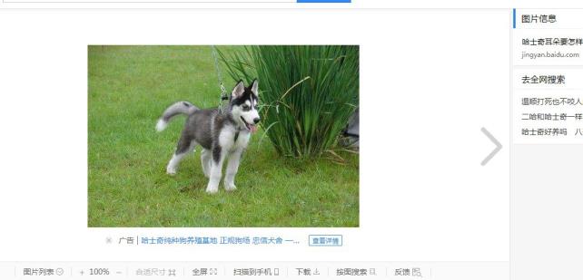 哈士奇先容