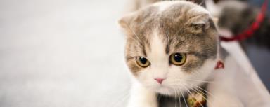 若何能力找回离家的猫咪