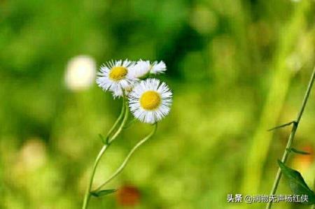 春季在那里串词(考级组合穿刺)