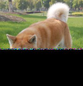 秋田犬那里有卖(秋田犬怎样看纯不纯)