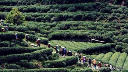 茶乡是那边(着名的茶乡)