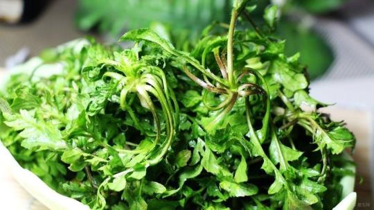 荠荠菜怎样服法大全