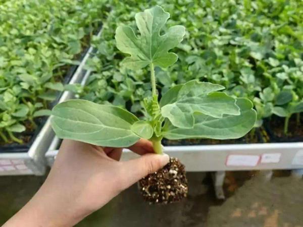 西瓜子莳植的方式