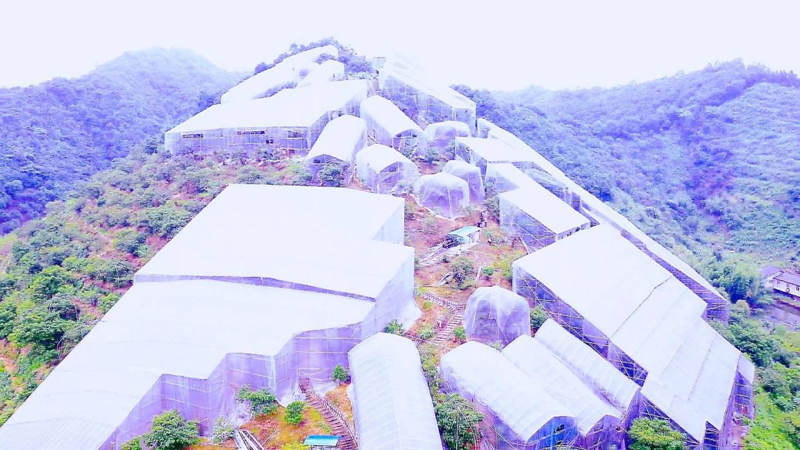 杨梅那里采摘(白杨梅)