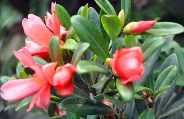 四时茶花的养殖方式和注重事变