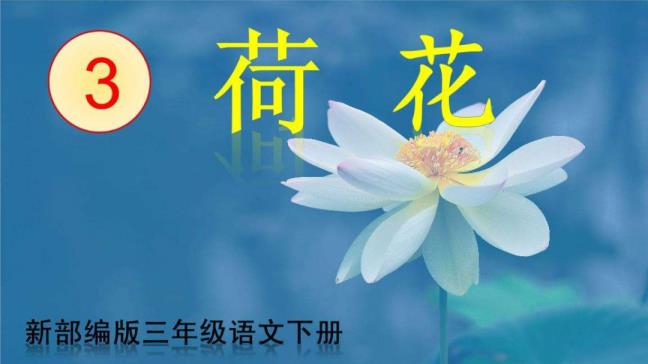 歌颂荷花的诗句古诗