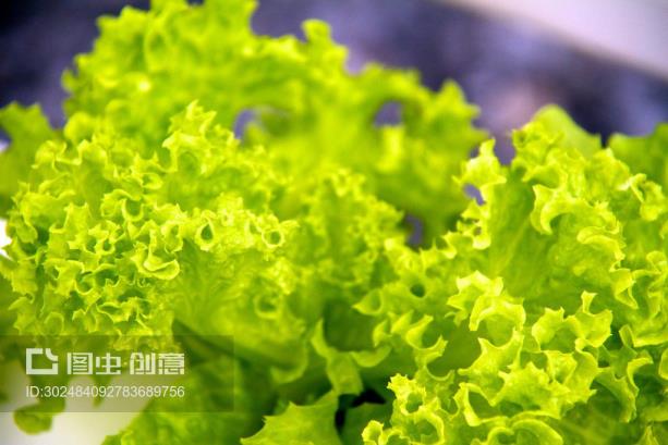 泡沫箱种生菜的方式