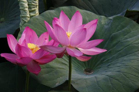 鱼塘水芙蓉怎样措置