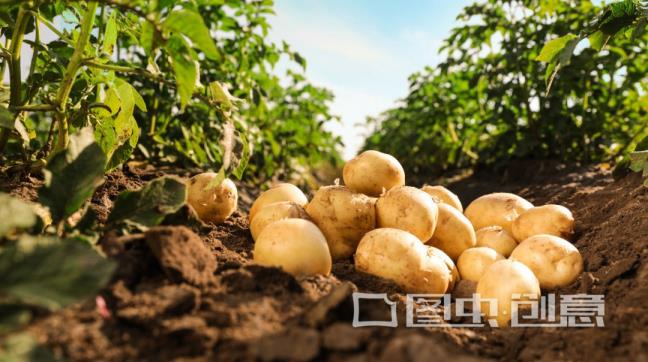 土豆的菜园莳植方式